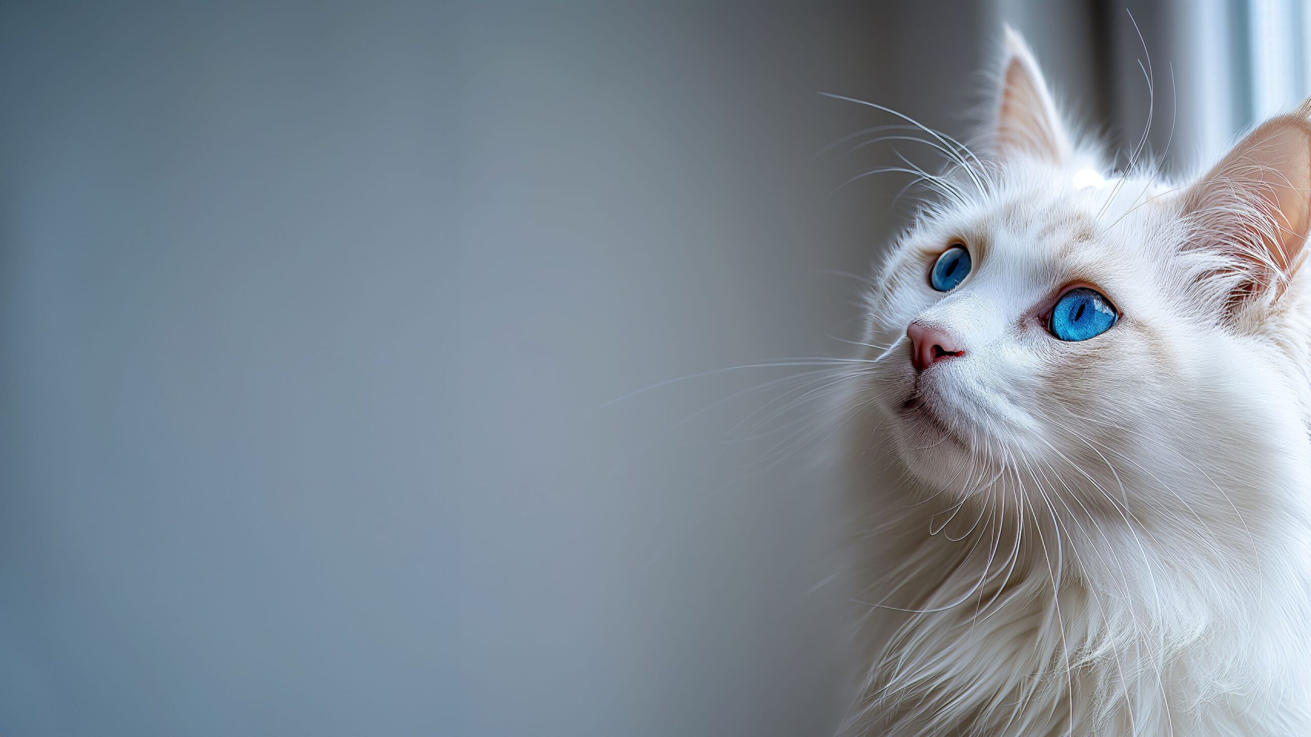 white_cat_blue_eyes_fluffy_pet_blur_animal_wallpaper_background_4k_hd_cat white_cat_blue_eyes_fluffy_pet_blur_animal_wallpaper_background_4k_hd_cat
